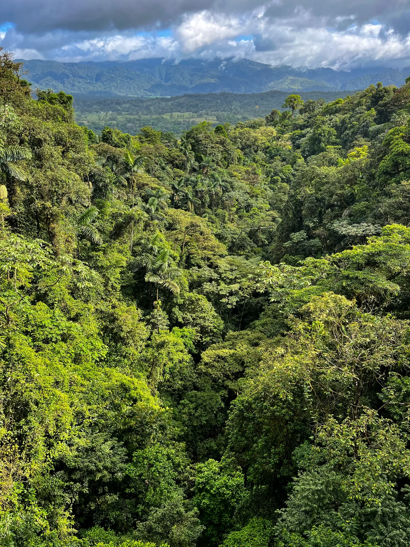 Rainforest landscape in the Hanging Bridges area of Costa Rica
