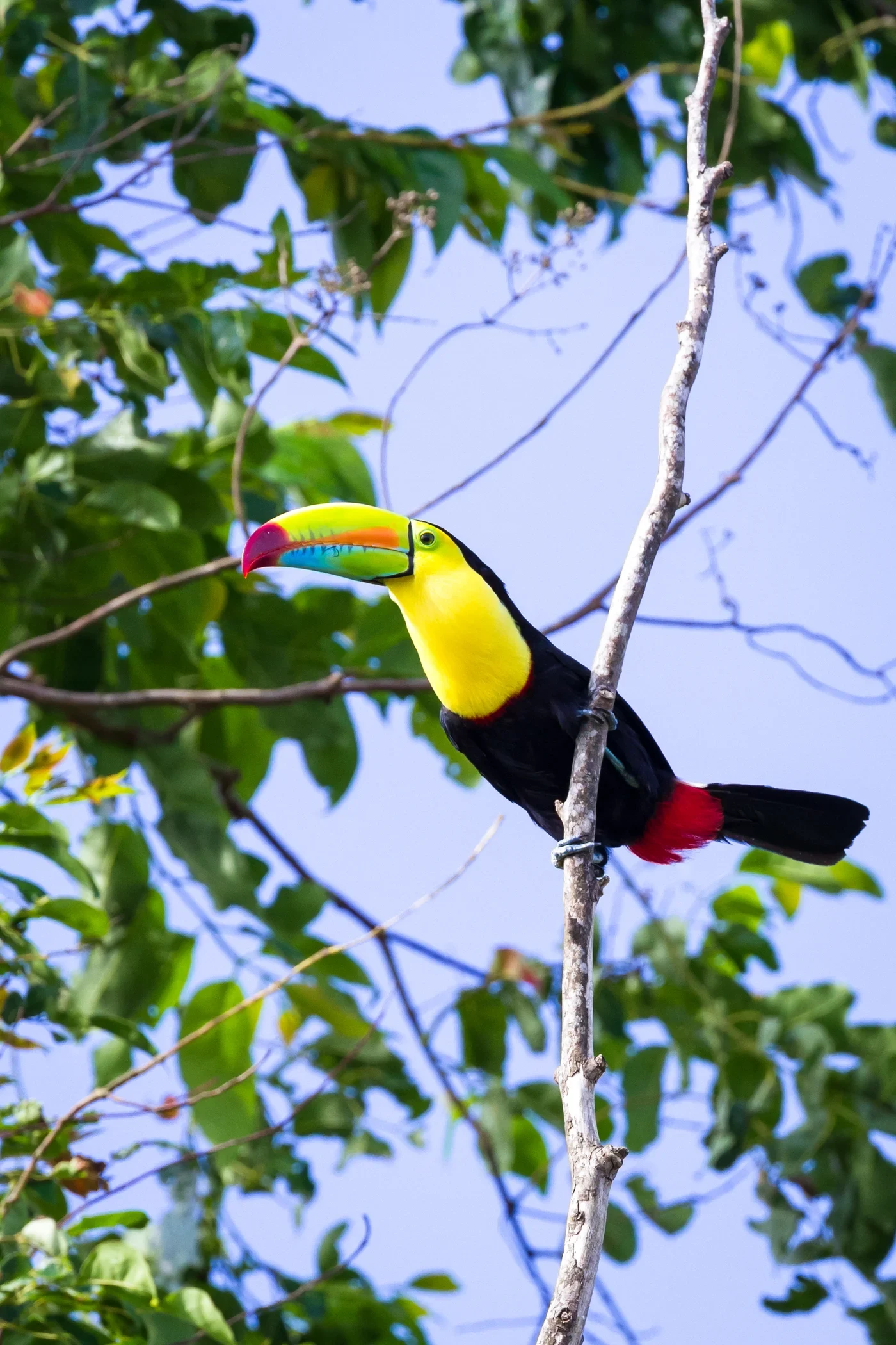 Keel-billed toucan perched among tropical foliage in Costa Rica